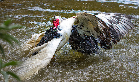 Muscovy duck
