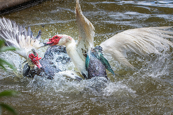 Muscovy duck