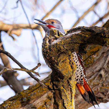 Northern flicker
