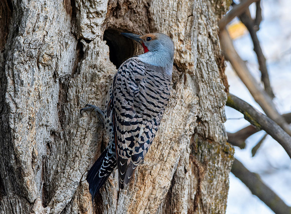 Northern flicker