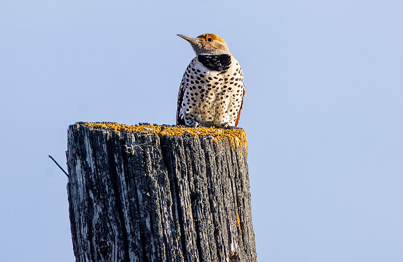 Northern flicker