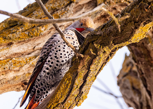 Northern flicker