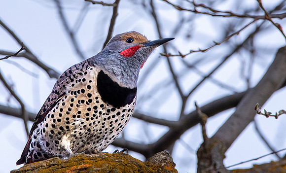 Northern flicker