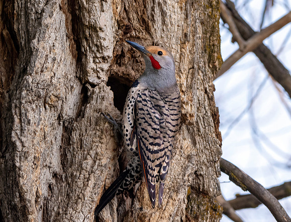 Northern flicker