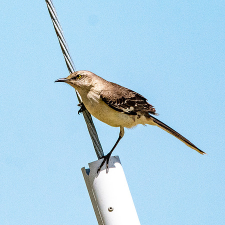 Northern mockingbird