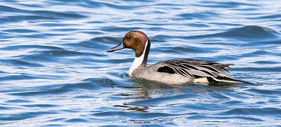 Northern Pintail