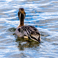 Northern Pintail