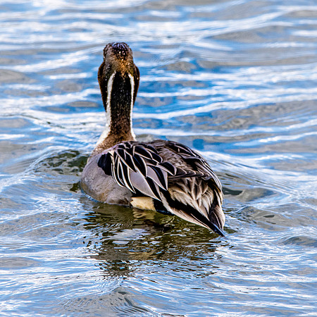 Northern Pintail