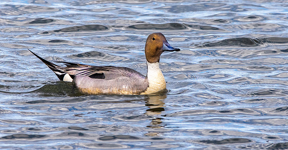 Northern Pintail
