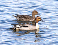 Northern Pintail