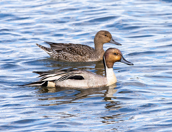 Northern Pintail