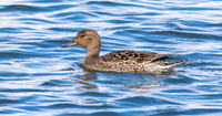 Northern Pintail