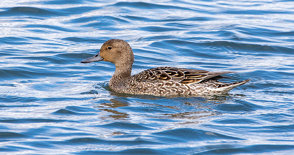 Northern Pintail