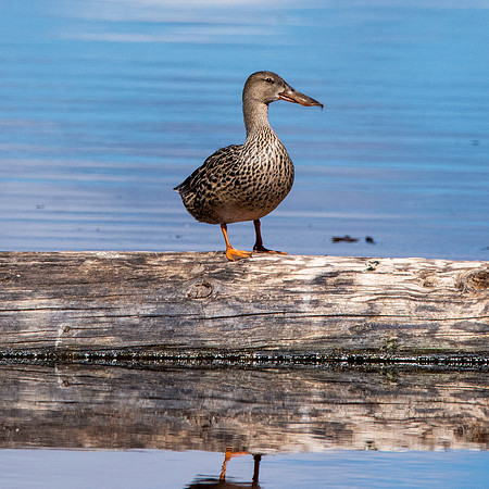 Northern Shoveler, female