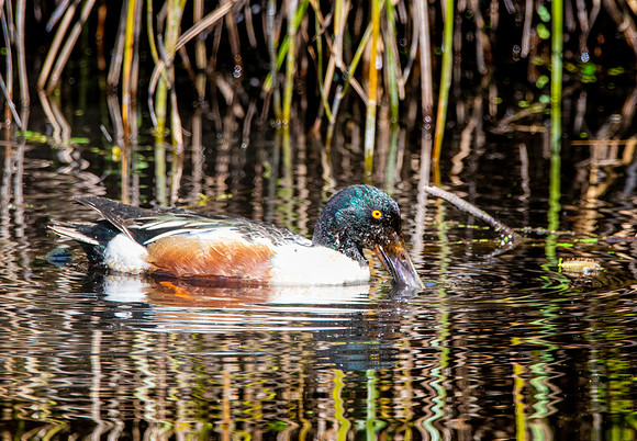 Northern Shoveler