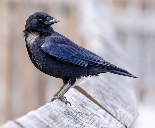 Northwestern crow
