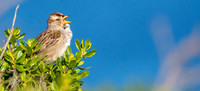 Nuttall's white crowned sparrow