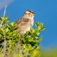 Nuttall's white crowned sparrow