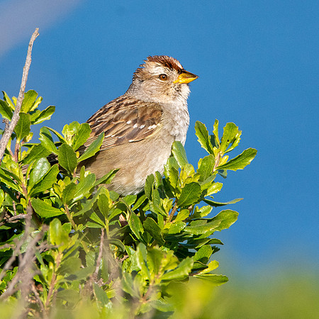 Nuttall's white crowned sparrow