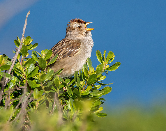 Nuttall's white crowned sparrow