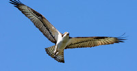 Osprey flying