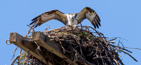 Osprey