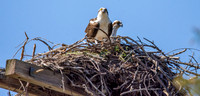 Osprey
