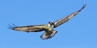 Osprey flying