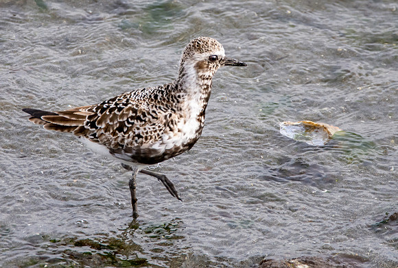 Pacific golden plover