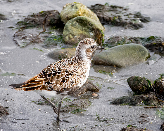 Pacific golden plover