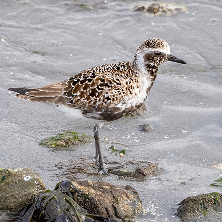 Pacific golden plover