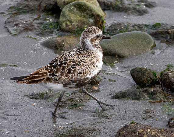 Pacific golden plover