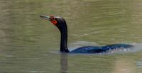 Pelagic cormorant
