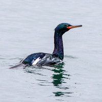 Pelagic cormorant