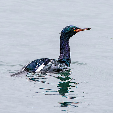 Pelagic cormorant