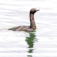 Pelagic cormorant juvenile