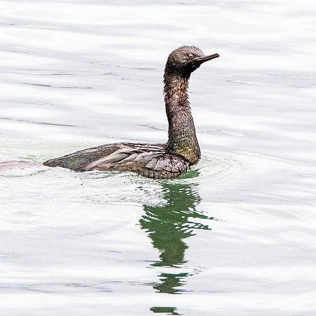 Pelagic cormorant juvenile