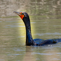 Pelagic cormorant