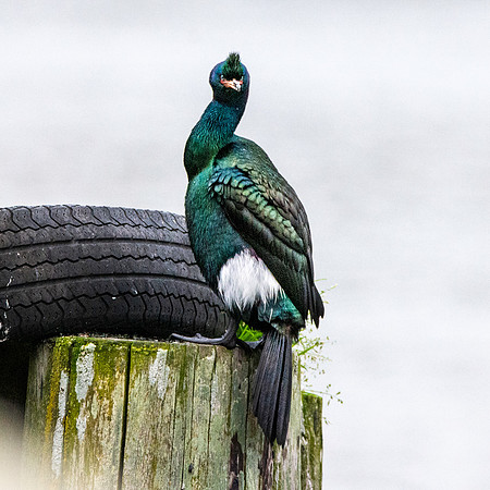 Pelagic cormorant