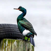Pelagic cormorant