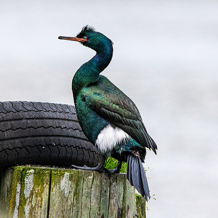 Pelagic cormorant
