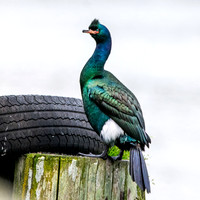 Pelagic cormorant