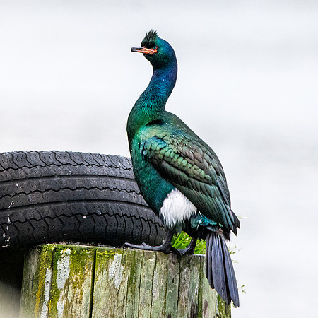 Pelagic cormorant