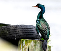 Pelagic cormorant