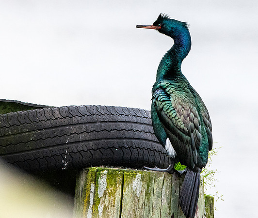 Pelagic cormorant