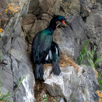 Pelagic cormorant