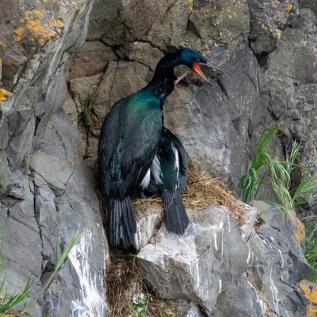 Pelagic cormorant
