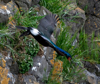 Pelagic cormorant