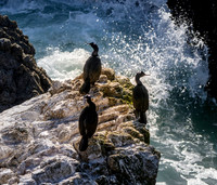 Pelagic cormorant