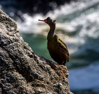 Pelagic cormorant